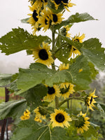 Sunflower Moonwalker Organic Seeds