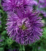 Aster Giant Ray Mix Seeds