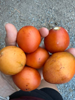 Trees Tamarillo - Ecuadorian Orange Seeds