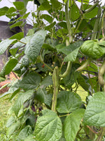 Bean Climbing Cherokee Trail Of Tears Seeds