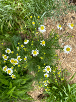 Chamomile Organic Seeds