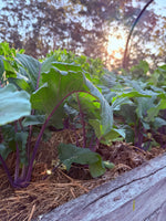 Kohl Rabi Purple Vienna Seeds