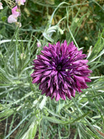 Centaurea (Cornflower) Double Black Seeds