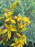 St John's Wort Seeds