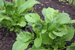 Cabbage Chinese Choy Sum Seeds