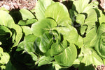 Cabbage Chinese Shanghai Paak Tsoi Seeds