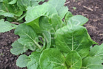 Cabbage Chinese Tall Paak Tsoi Seeds