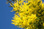Trees Acacia Dealbata Seeds