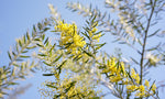 Trees Acacia Fimbriata Seeds