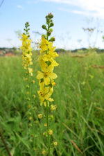 Agrimony Seeds