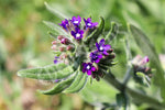 Alkanet Seeds