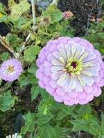 Zinnia Dream Seeds