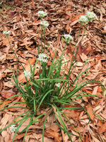Chives Garlic Seeds