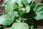 Cabbage Chinese Hong Kong Broccoli Seeds