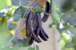 Trees Carob Seeds