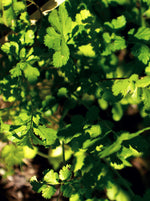 Sprouts Coriander Seeds