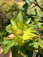Trees Cotton Brown (Sea Island Cotton) Seeds
