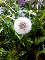 Dandelion European Seeds
