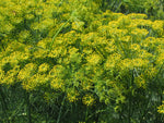 Dill Organic Seeds