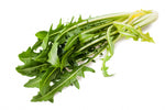 Dandelion Chicory Seeds
