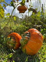 Pumpkin Turkish Turban Seeds