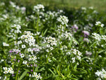 Alyssum Sweet Alice Seeds
