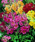 Snapdragon Tetra Mix Seeds
