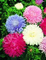 Aster Giant Perfection Mix Seeds