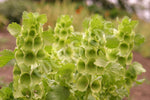 Bells Of Ireland Seeds