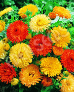 Calendula Pacific Beauty Mixed Seeds