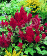 Celosia Forest Fire Seeds
