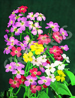 Stock Virginian Mixed Seeds