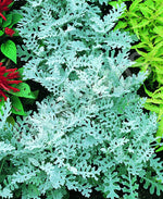 Cineraria Silver Dust Seeds
