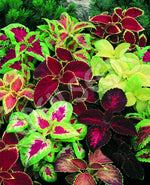 Coleus Rainbow Mix Seeds