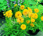Coreopsis Sunburst Seeds