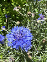 Centaurea (Cornflower) Blue Boy Seeds