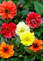 Dahlia Redskin Mixed Seeds