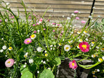 Flower Mixes Everlasting Seeds