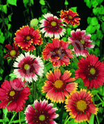 Gaillardia Single Mixed Seeds