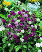 Gomphrena Choice Mixed Seeds