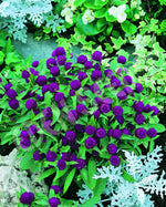 Gomphrena Little Buddy Seeds
