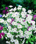 Gypsophila Covent Garden Market Seeds