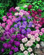 Candytuft Dwarf Fairy Mix Seeds