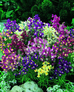Linaria Fairy Bouquet Mix Seeds