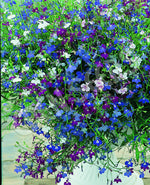 Lobelia Colour Cascade Mixed Seeds