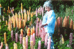Lupin Russell Mix Seeds