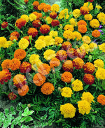 Marigold French Petite Mix Seeds