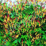 Mina Exotic Love Seeds