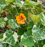 Nasturtium Alaska Mix Seeds