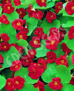 Nasturtium Cherry Rose Seeds